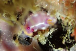 アミダイロウミウシ Hypselodoris iacula