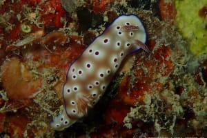 マダライロウミウシ Hypselodoris tryoni