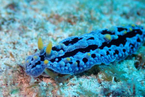 ソライロイボウミウシ Phyllidia coelestis