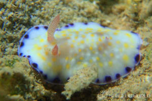 コモンウミウシ Goniobranchus aureopurpureus