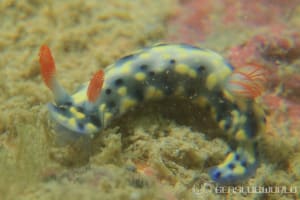 ホシゾラウミウシ Hypselodoris infucata