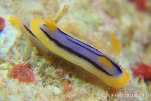 コールマンウミウシ Chromodoris colemani