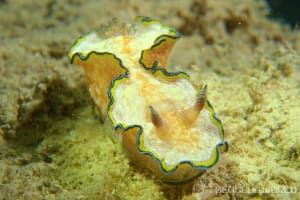 Glossodoris cf. cincta