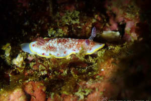 サラサウミウシ Goniobranchus sp.16