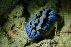 ソライロイボウミウシ Phyllidia coelestis