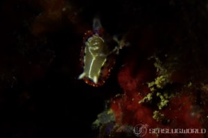 セトイロウミウシ Goniobranchus setoensis