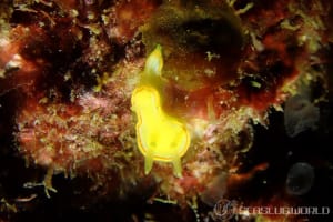 ミツイラメリウミウシ Diaphorodoris mitsuii