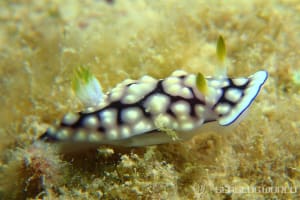 Goniobranchus geometricus