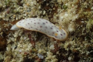 Chromodoris aspersa