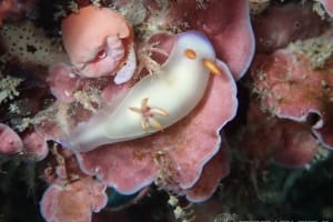 ゾウゲイロウミウシ Hypselodoris bullockii