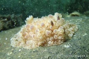 マンリョウウミウシ Carminodoris armata