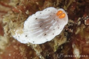 オトメウミウシ Dermatobranchus otome