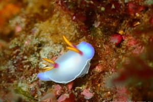 Hypselodoris bullockii