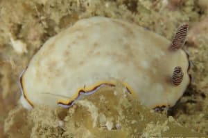 シラヒメウミウシ Goniobranchus sinensis