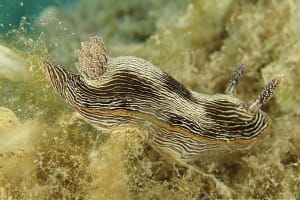 Chromodoris lineolata