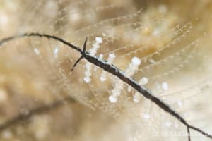 ヤマンバミノウミウシ Eubranchus putnami