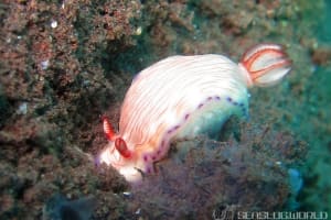 ヒュプセロドーリス・キャサリンアエ Hypselodoris katherinae