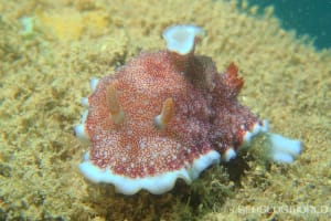 チリメンウミウシ Goniobranchus reticulatus