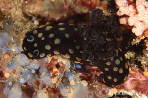 トサカリュウグウウミウシ Nembrotha cristata