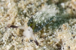 ウサギモウミウシ Costasiella usagi