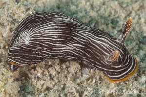 Chromodoris lineolata