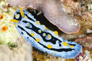 ソライロイボウミウシ Phyllidia coelestis