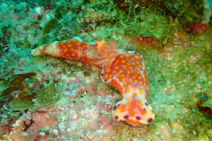 Ceratosoma trilobatum