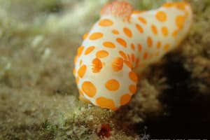 Gymnodoris impudica