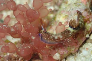 トウモンリュウグウウミウシ Nembrotha livingstonei