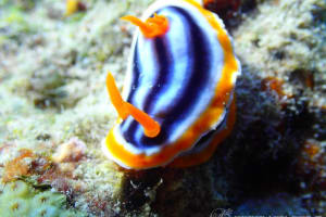 クロシオイロウミウシ Chromodoris sp. 3