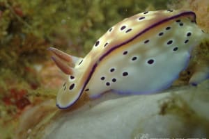 マダライロウミウシ Hypselodoris tryoni