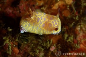 ボブサンウミウシ Goniobranchus roboi