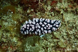 コイボウミウシ Phyllidiella pustulosa