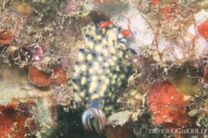 ホシゾラウミウシ Hypselodoris infucata