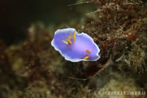 Hypselodoris apolegma