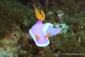 Hypselodoris variobranchia