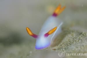 ゾウゲイロウミウシ Hypselodoris bullockii