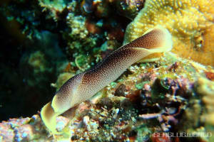 コナユキツバメガイ Chelidonura amoena