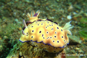 マダライロウミウシ Hypselodoris tryoni