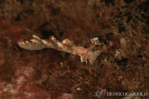 ヤマトユビウミウシ Bornella hermanni