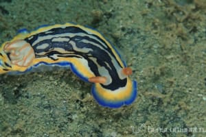 Hypselodoris maritima