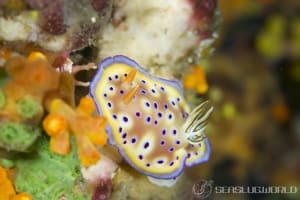 オトヒメウミウシ Goniobranchus kuniei