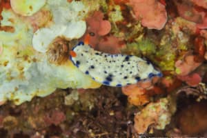 Hypselodoris sagamiensis