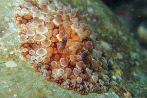 マンリョウウミウシ Carminodoris armata