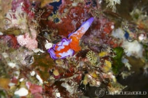 Ceratosoma bicolor