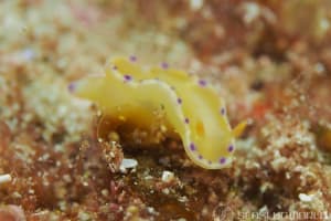 コハクニシキウミウシ Ceratosoma palliolatum