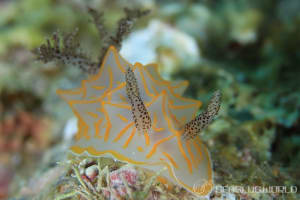 キスジカンテンウミウシ Halgerda diaphana