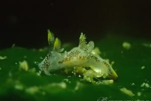 カゴメウミウシ Trapania toddi