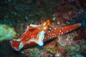 フタイロニシキウミウシ Ceratosoma bicolor