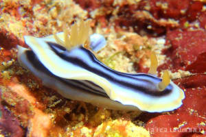 クロシオイロウミウシ Chromodoris sp. 3